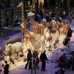 Visite au Muséum d’histoire Naturelle : la grande galerie de l’évolution